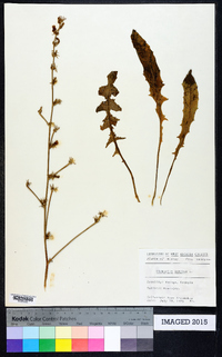 Cichorium intybus image