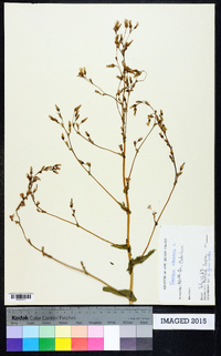 Sonchus oleraceus image