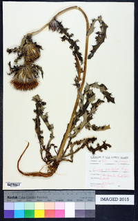 Cirsium horridulum image