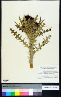 Cirsium horridulum image