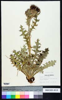 Cirsium horridulum image