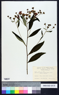 Vernonia glauca image