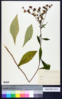 Vernonia glauca image