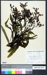 Vernonia noveboracensis image