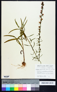 Liatris microcephala image