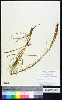 Liatris pilosa image