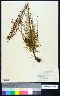 Liatris gracilis image