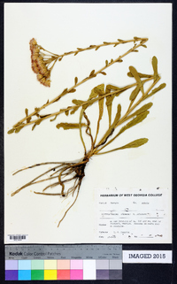 Liatris squarrulosa image