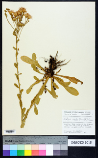 Liatris squarrulosa image