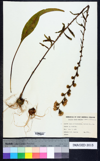 Liatris scariosa image