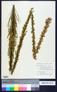 Liatris elegans image