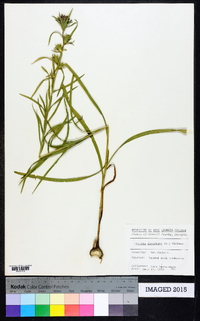 Liatris squarrosa image