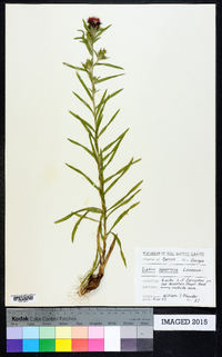 Liatris squarrosa image