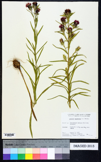 Liatris squarrosa image