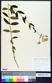 Eupatorium album image