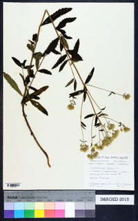 Eupatorium album image