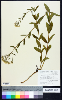 Eupatorium pilosum image