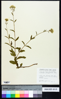 Eupatorium resinosum image