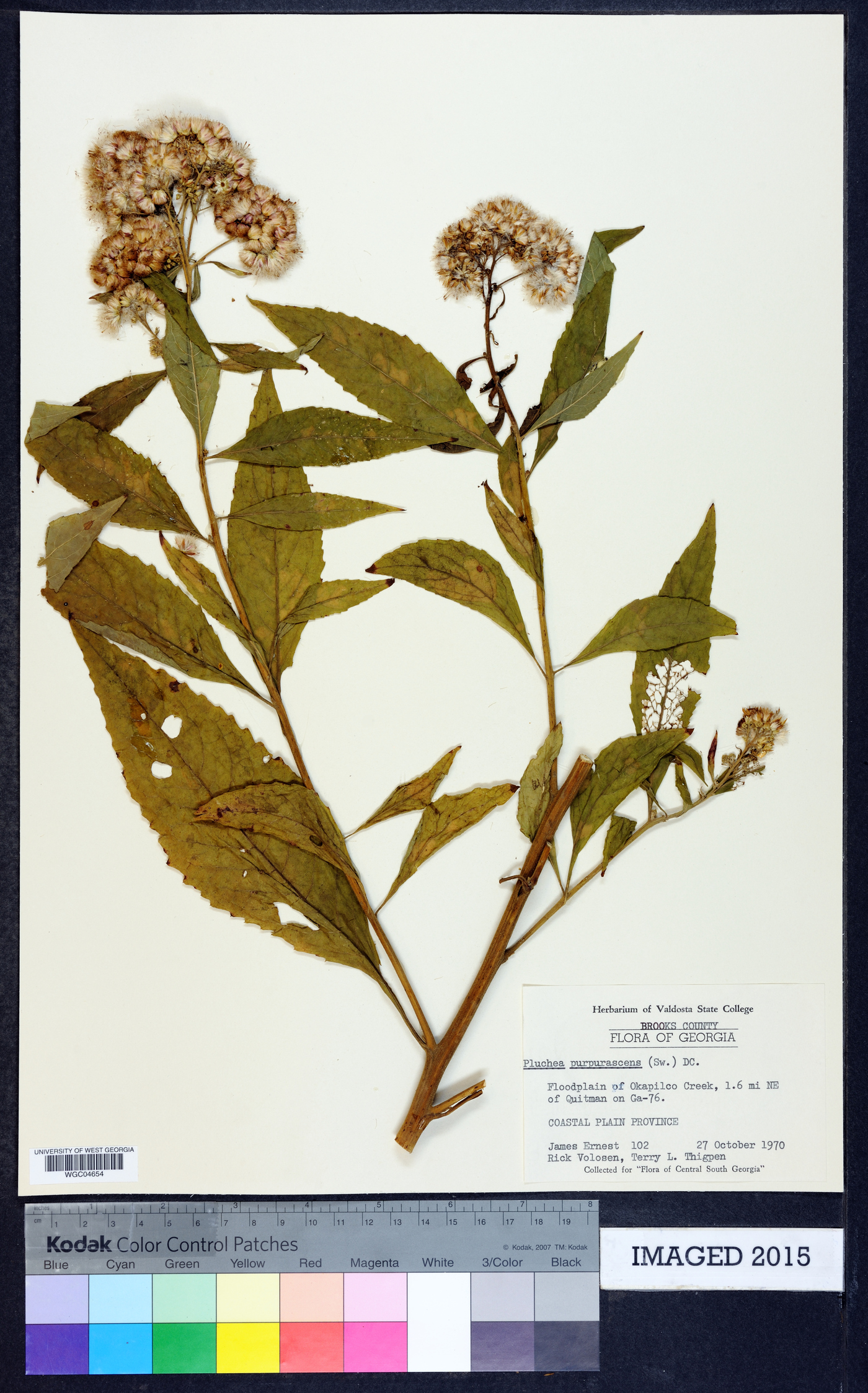Pluchea odorata var. odorata image