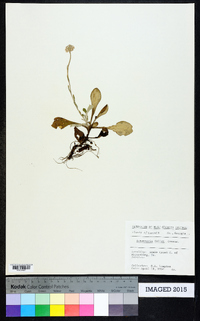 Antennaria parlinii subsp. fallax image