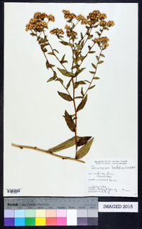 Sericocarpus linifolius image