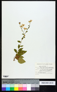 Symphyotrichum undulatum image