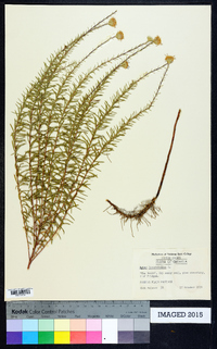 Ionactis linariifolia image