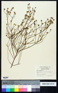 Symphyotrichum adnatum image