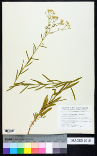 Sericocarpus linifolius image