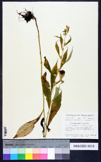 Solidago petiolaris image