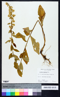 Solidago petiolaris image