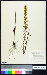 Solidago erecta image
