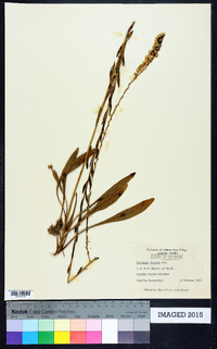 Solidago stricta image