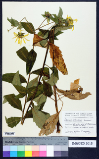 Silphium asteriscus image