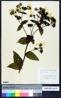 Silphium asteriscus var. laevicaule image