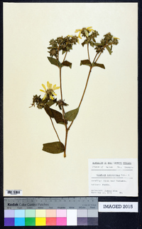 Silphium scaberrimum image