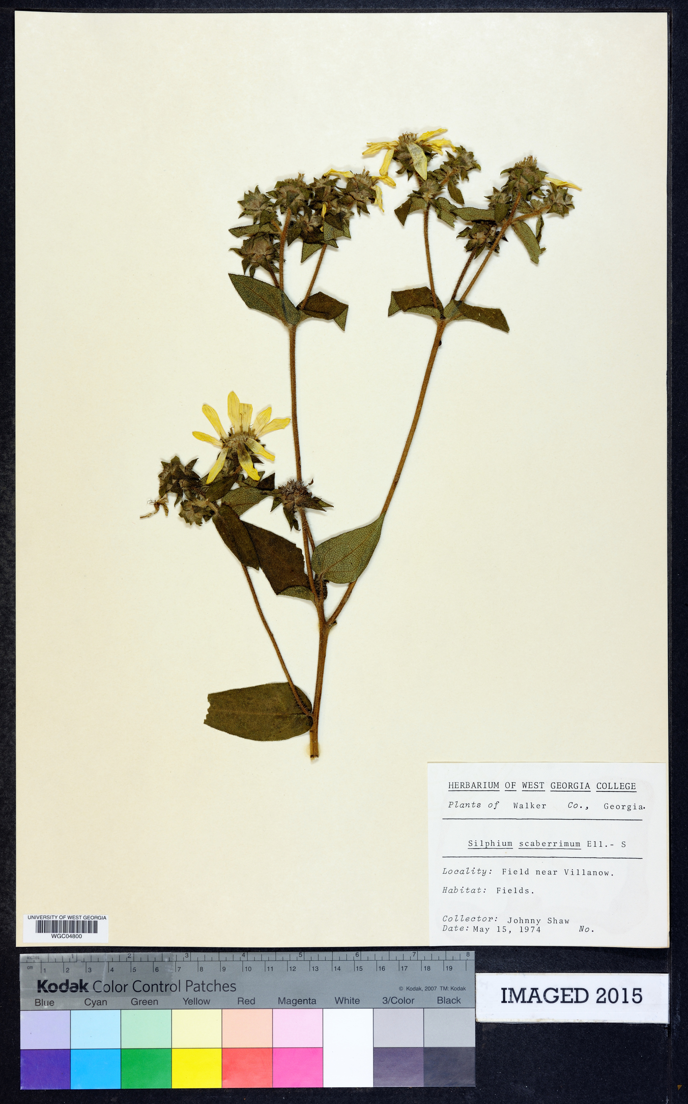 Silphium scaberrimum image