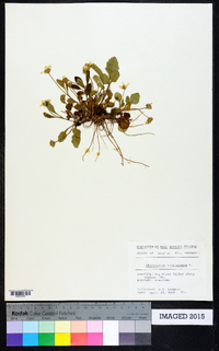 Chrysogonum virginianum image