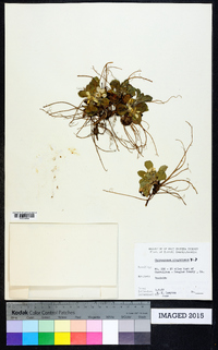 Chrysogonum virginianum image