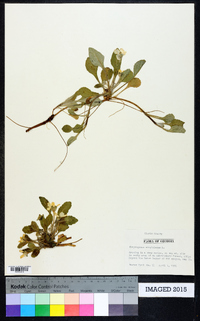 Chrysogonum virginianum image