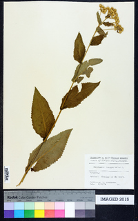 Parthenium integrifolium image