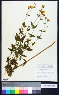 Coreopsis major image