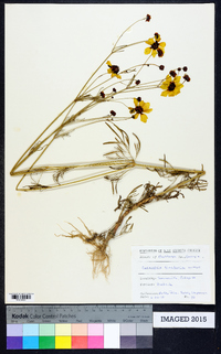 Coreopsis tinctoria image