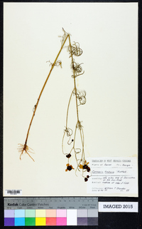 Coreopsis tinctoria image