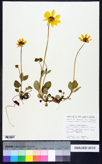 Coreopsis auriculata image