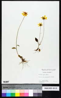 Coreopsis auriculata image