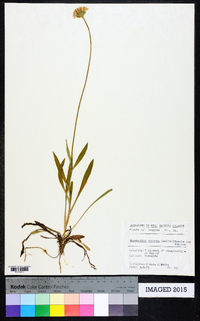 Marshallia obovata image