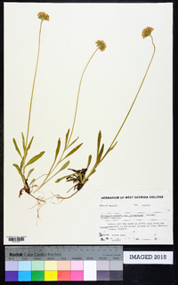 Marshallia obovata image