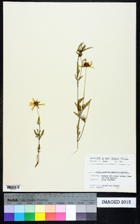 Bidens aristosa image