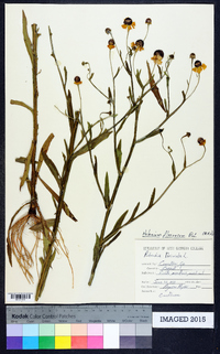 Helenium flexuosum image